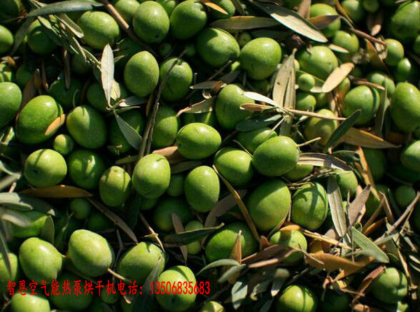 橄欖果烘干機